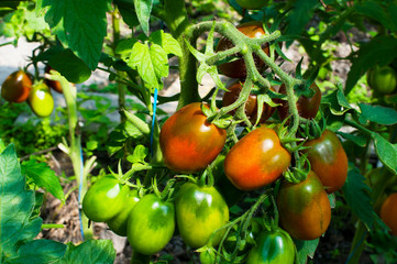 delicious and red tomatoes natural