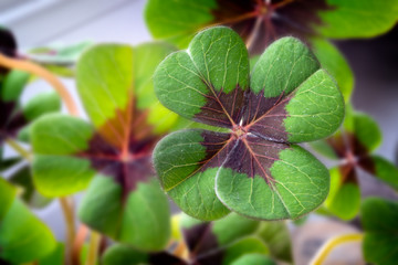 Image of lucky clover in a flowerpot