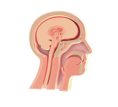recommend clip art: Enlarged image 3D of anatomical illustration of the empty human head, ENT, Otorhinolaryngology, larynx, nostrils, teeth, brain, head bones. Standing image.