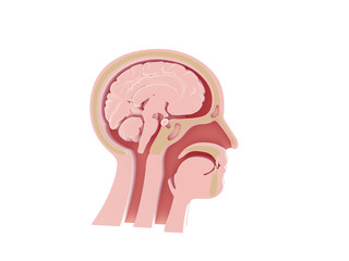 Enlarged image 3D of anatomical illustration of the empty human head, ENT, Otorhinolaryngology, larynx, nostrils, teeth, brain, head bones. Standing image.