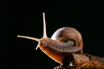 Snail with snail house