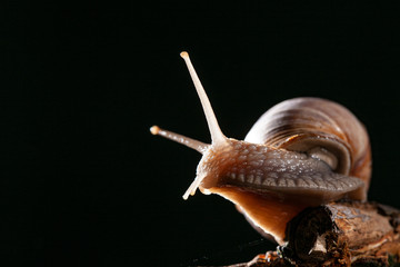 Snail with snail house