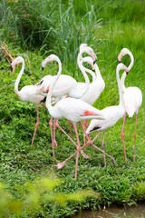 Caribbean flamingos in khonken zoo