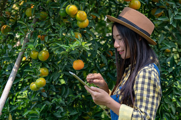 Selective focus young adult smart asian woman farmer gardener in organic orange farm using digital tablet technology for agriculture industrial development. Modern agriculture and plantation concept.