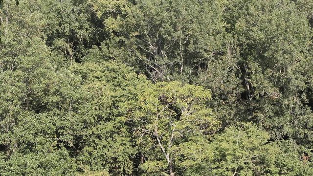 tree in the forest