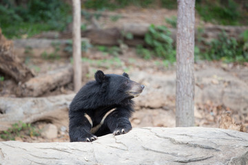 Malayan sun bear, Honey bear