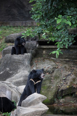 Malayan sun bear, Honey bear
