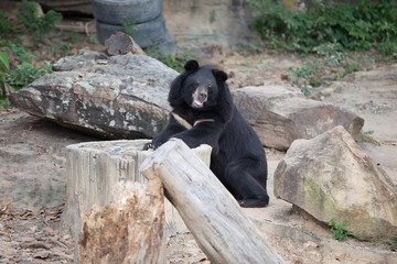 Malayan sun bear, Honey bear