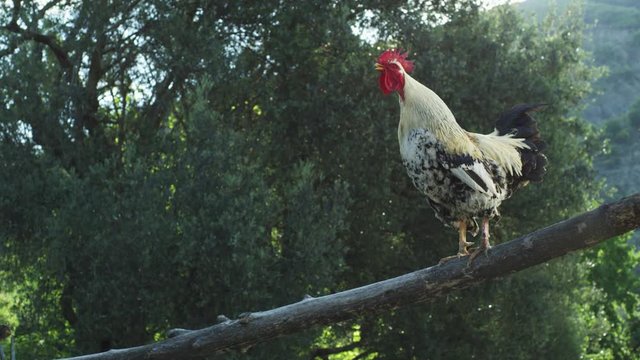 Rooster crowing on top of a tree