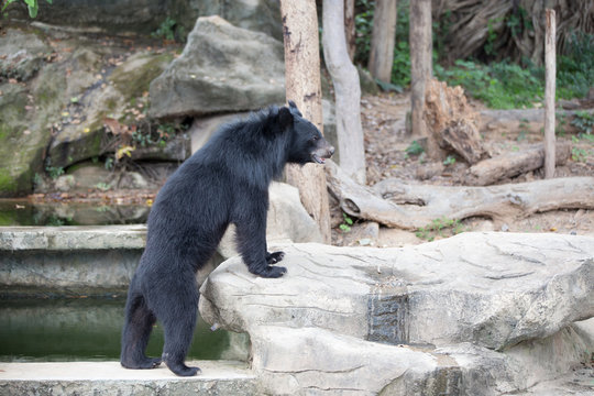 Malayan sun bear, Honey bear