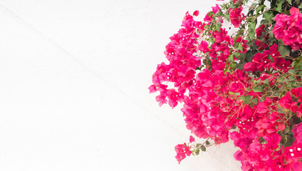 beautiful pink bougainvillea flowers, on white wall - typical exotic plant in Greece,Spain and other south european destinations - obrazy, fototapety, plakaty
