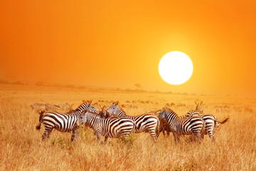 Obraz na płótnie Canvas Wild nature landscape. Zebra at amazing sunset in Masai Mara National Park, Kenya. African savannah.