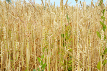 Yellow golden wheat harvest background