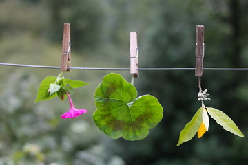 flowers and leafs on a washing string. Natural life composition.