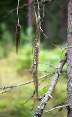 Beard Lichen