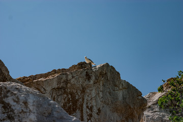 Seagull sits on a cliff in the Crimean mountains in the beginning of summer