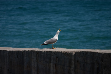 Seagull sits and sings on a seafront in the Crimea in the beginning of summer. Black Sea.
