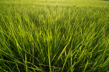 Rice field close up shot , yellow green tone colored