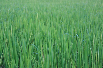green wheat field