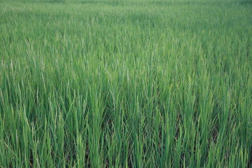 rice field