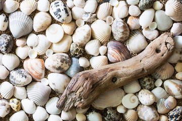 Summer background with a beach covered with seashells and a piece of driftwood