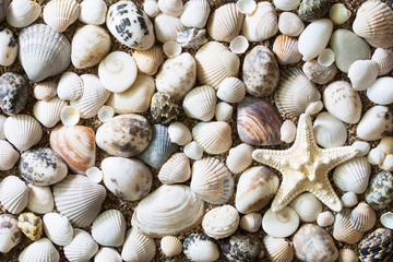 Summer background with a beach covered with seashells and a starfish