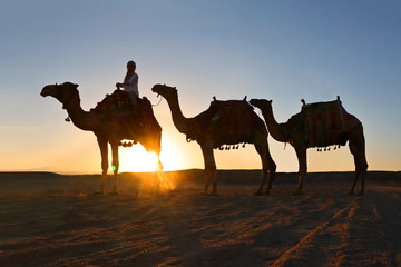 Fototapeta na wymiar Karawane aus drei Kamelen als Silhouette vor dem Sonnenuntergang in der Wüste