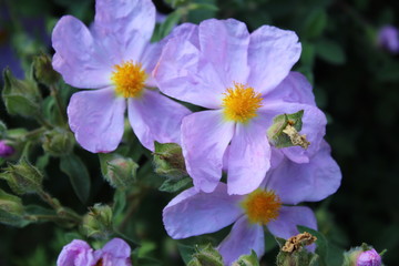 Obraz premium Blue petals wrinkled by life