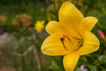 Fototapeta premium Yellow flower Lily. Lily flowers bloom in the garden after rain. Flower Lily closeup. Soft selective focus.