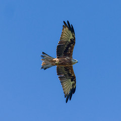 Red kite Corsica