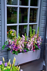  Window box planted with selection of colourful flowers including scabiosa, foxgloves and phlox