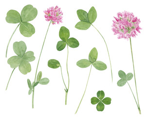 Watercolor hand drawn botanical illustration with meadow wild plant red clover (trifolium), flowers and leaves set  isolated on white background.
