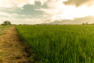 Fototapeta na wymiar Golden hour, Hay road along side with rice field cloudy day, blue sky and mountain background