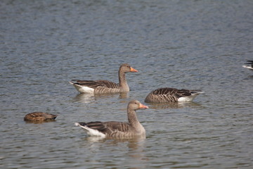 Obraz premium Graugänse