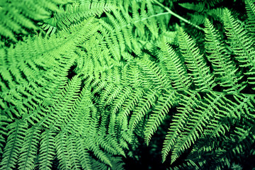 Natural fern pattern background made from bright green fern leaves.