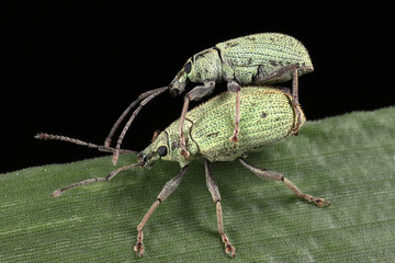 Green beetles are breeding