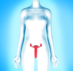 Female reproductive system 3d illustration.