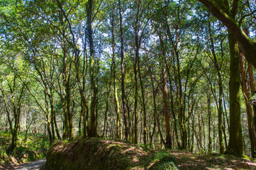 Fototapeta premium Trasmonte. A Coruña. Galicia