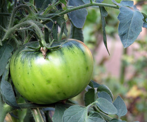 green tomato on the vegetable garden. photo