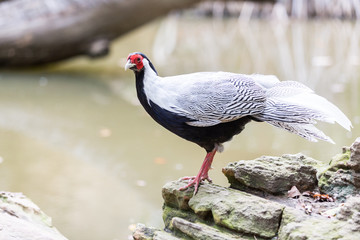 male Silver Pheasant inThai forest