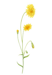 Watercolor hand drawn botanical illustration with wild meadow yellow crepis tectorum (hawksbeard) flower isolated on white background.