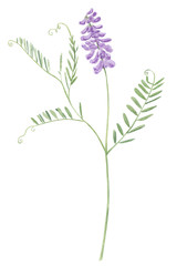 Watercolor hand drawn botanical illustration with wild field or meadow flower vicia cracca (tufted vetch, wild vetch, cow  vetch) isolated on white background