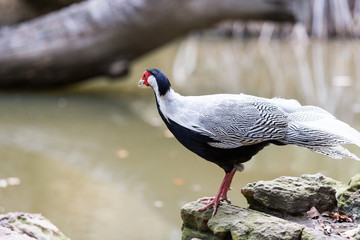 male Silver Pheasant inThai forest