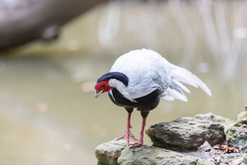 male Silver Pheasant inThai forest