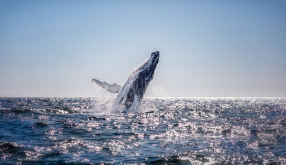 Humpback whale breaching in Australia - obrazy, fototapety, plakaty