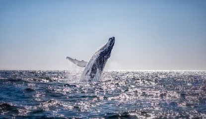 Muurstickers Humpback whale breaching in Australia © Nicolas Faramaz