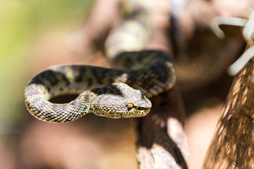 beautiful Mangrove Pit-viper