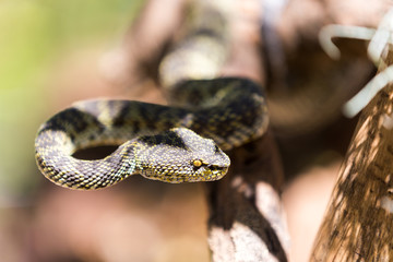 beautiful Mangrove Pit-viper