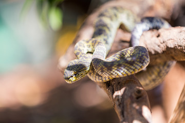 beautiful Mangrove Pit-viper