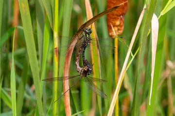 Dragonfly Swamp darner (Epiaschna heros) during mating, nature scene from central wisconsin